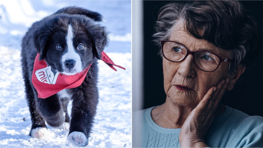 tum-alzheimer-chien-mira